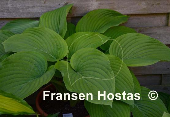 Hosta Abiqua Elephant Ears