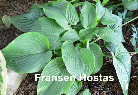 Hosta Abiqua Elephant Ears