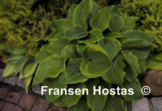 Hosta Abiqua Moonbeam