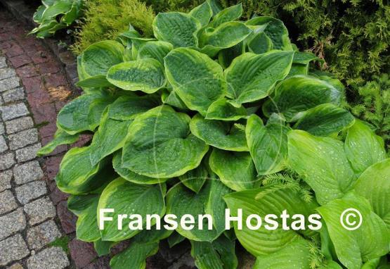 Hosta Abiqua Moonbeam