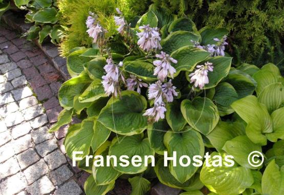 Hosta Abiqua Moonbeam