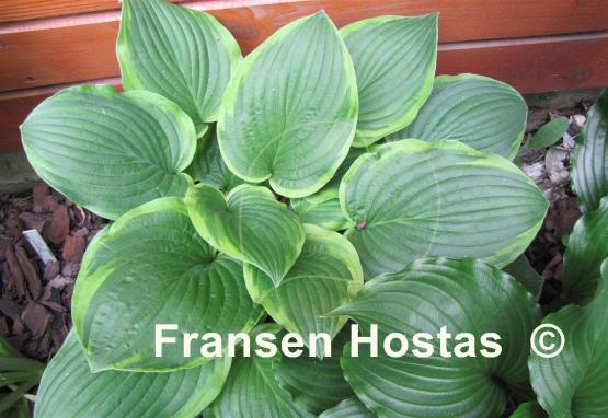 Hosta Abiqua Moonbeam
