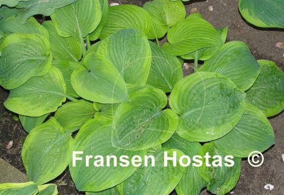 Hosta Abiqua Moonbeam