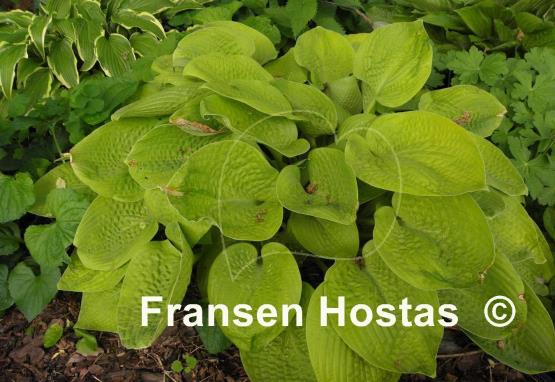 Hosta Abiqua Recluse