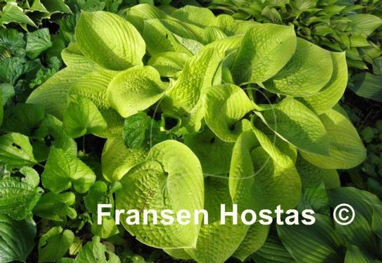 Hosta Abiqua Recluse