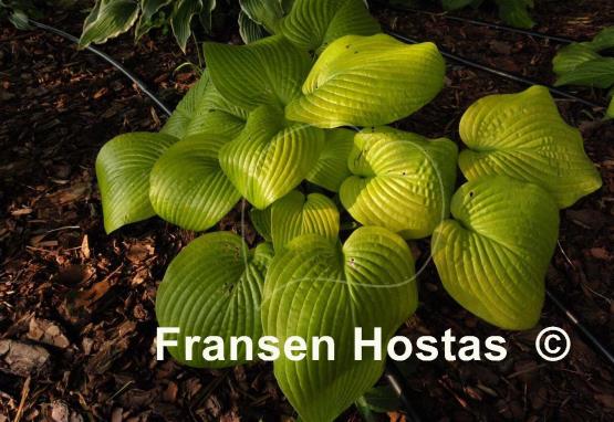 Hosta Abiqua Recluse