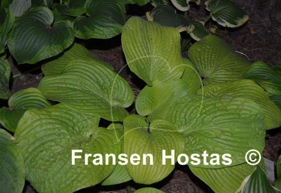 Hosta Abiqua Recluse