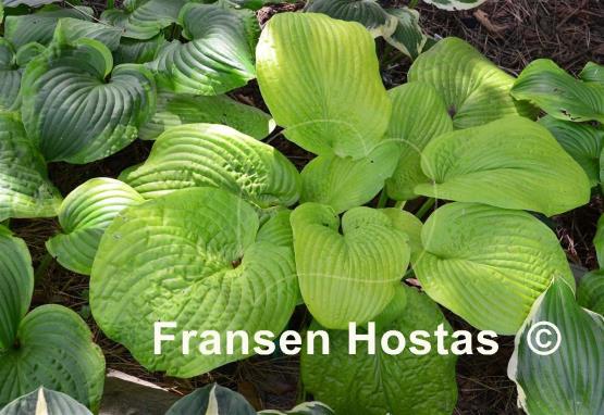 Hosta Abiqua Recluse