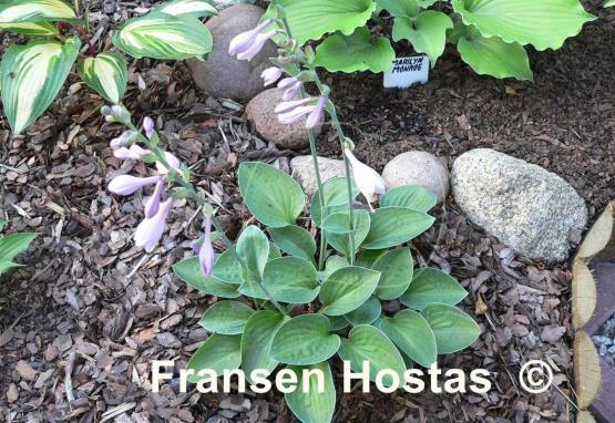 Hosta Abiqua Trumpet