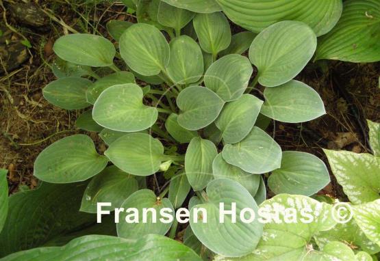 Hosta Abiqua Trumpet