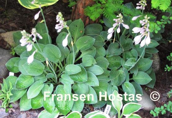 Hosta Abiqua Trumpet