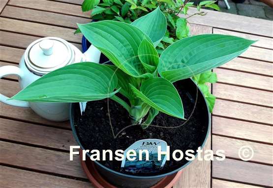 Hosta Above the Clouds