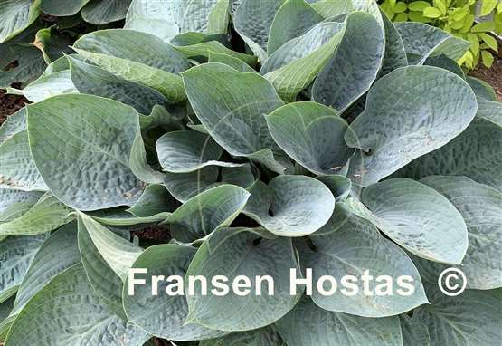 Hosta Above the Clouds