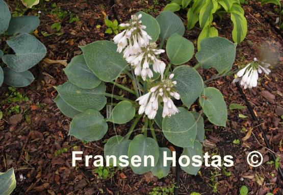 Hosta Abraham Lincoln