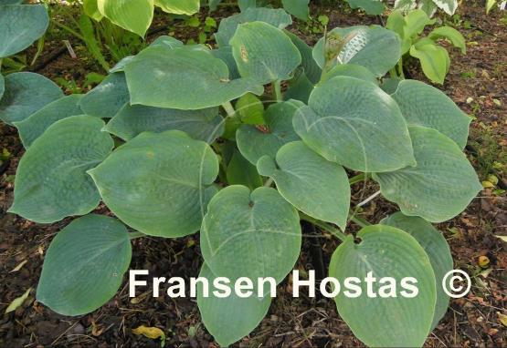 Hosta Abraham Lincoln