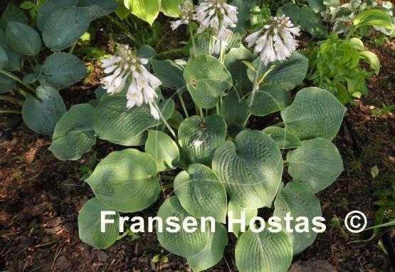 Hosta Abraham Lincoln