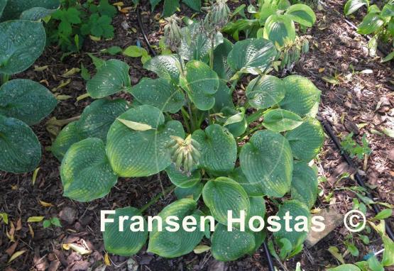 Hosta Abraham Lincoln