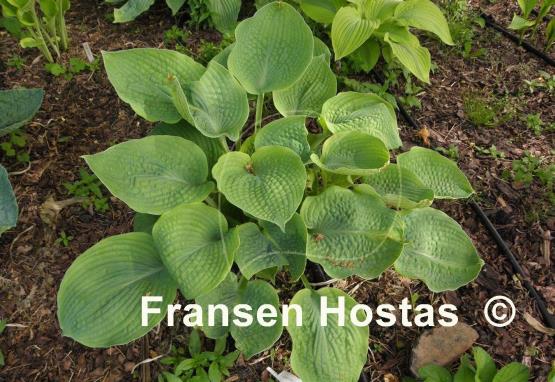 Hosta Abraham Lincoln