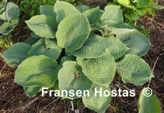 Hosta Abraham Lincoln
