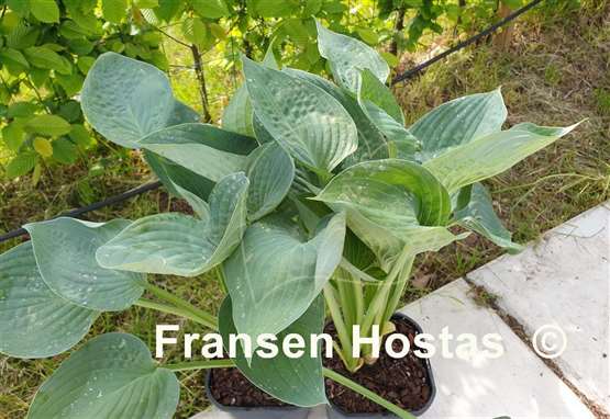 Hosta Abundant Love
