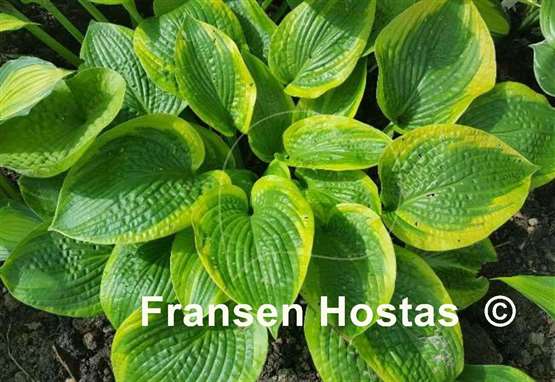 Hosta Academy Blushing Recluse