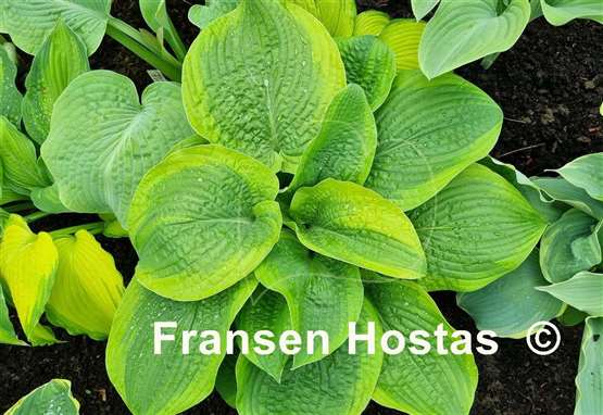 Hosta Academy Blushing Recluse