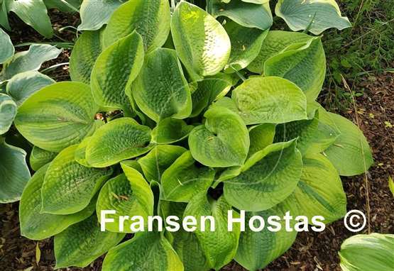 Hosta Academy Blushing Recluse
