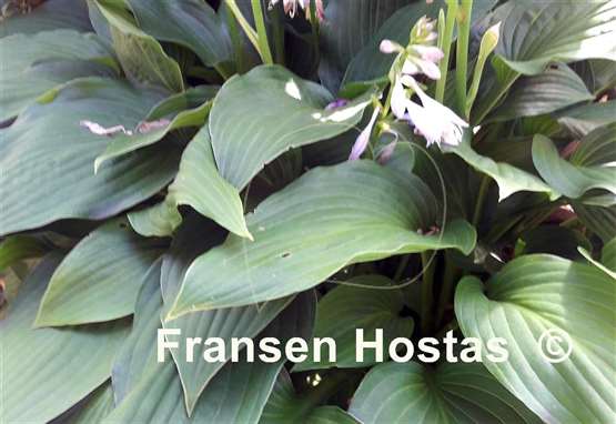 Hosta Academy Devon Moor