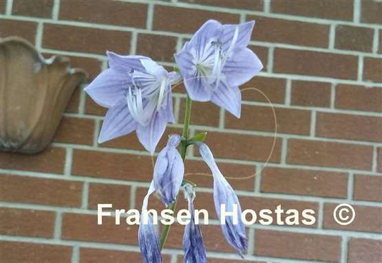 Hosta Academy Verdant Verge