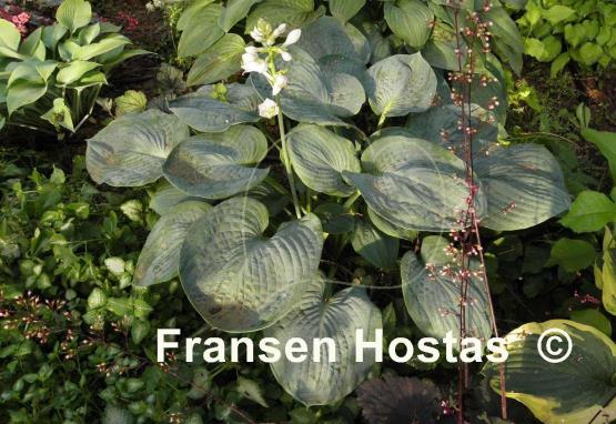 Hosta Academy Blue Titan