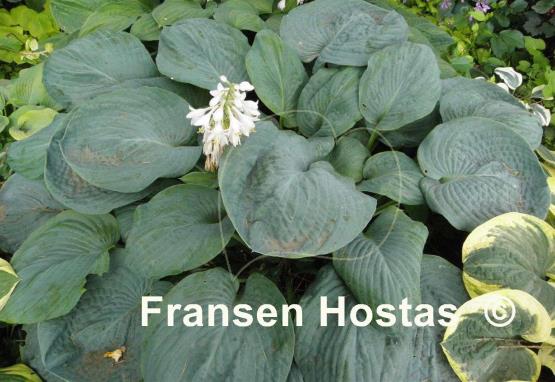 Hosta Academy Blue Titan