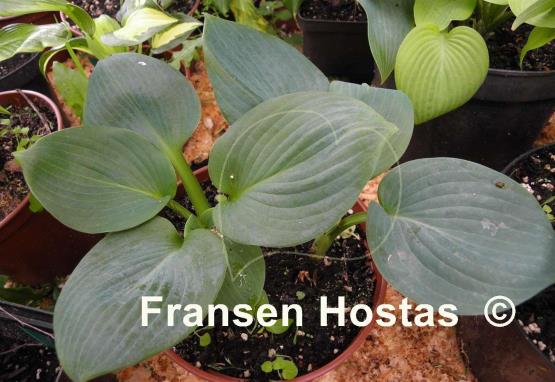 Hosta Academy Blue Titan