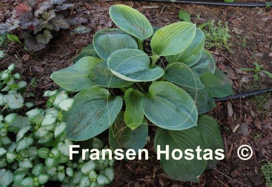 Hosta Academy Blue Titan