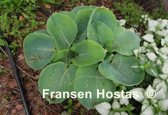 Hosta Academy Blue Titan