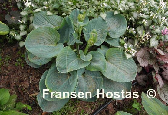 Hosta Academy Blue Titan