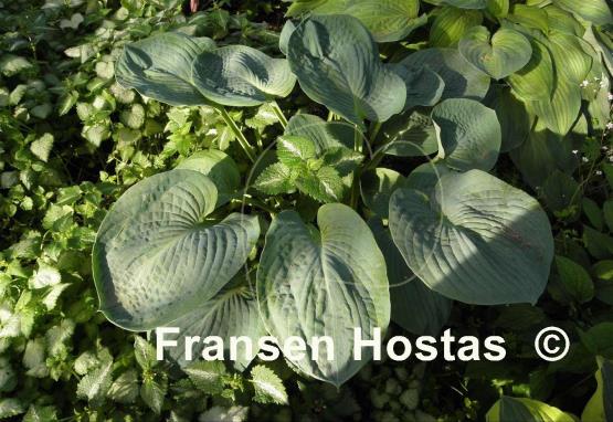 Hosta Academy Blue Titan