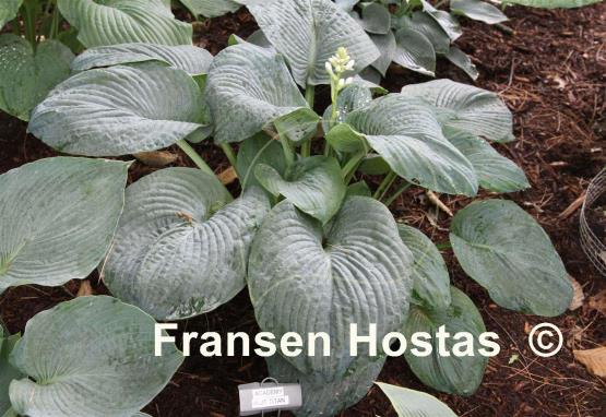 Hosta Academy Blue Titan
