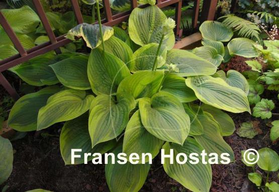 Hosta Academy Blushing Recluse
