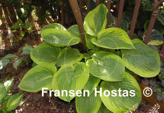 Hosta Academy Blushing Recluse