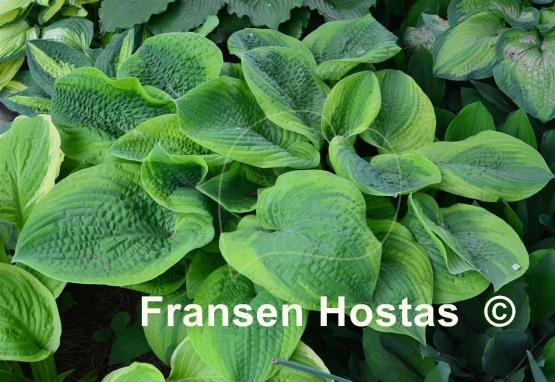 Hosta Academy Blushing Recluse