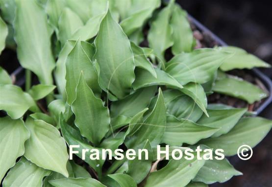 Hosta Academy Verdant Verge