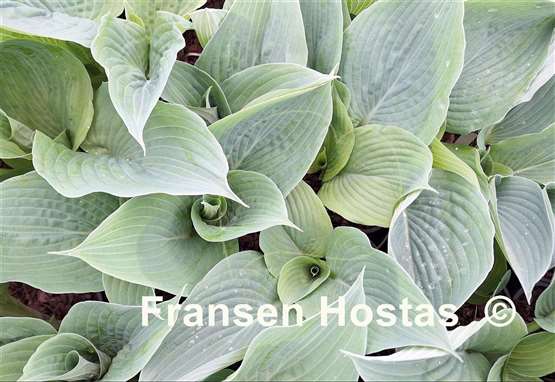 Hosta Act of Green