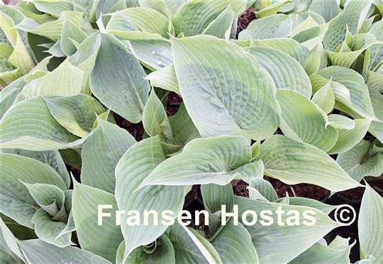 Hosta Act of Green