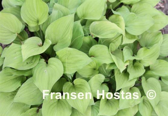 Hosta Ada Reed