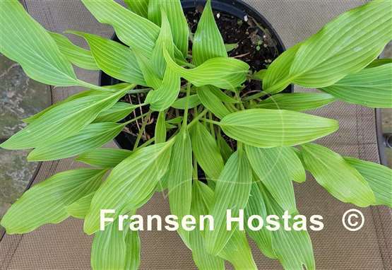 Hosta Addicted to Love