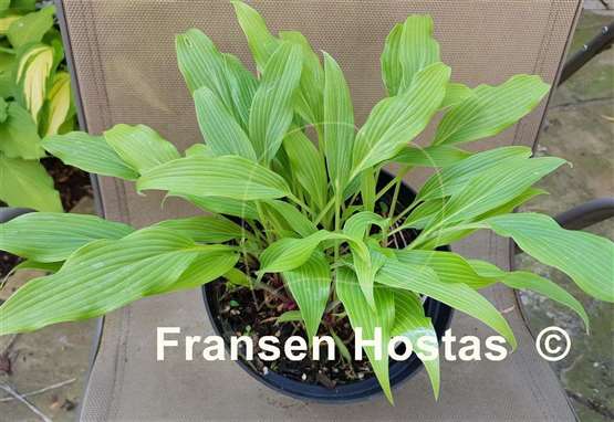 Hosta Addicted to Love