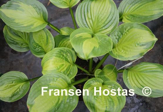 Hosta Adorable
