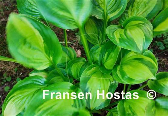 Hosta Adorable