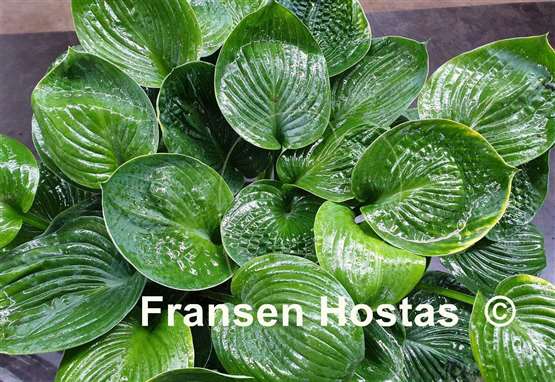 Hosta After Party