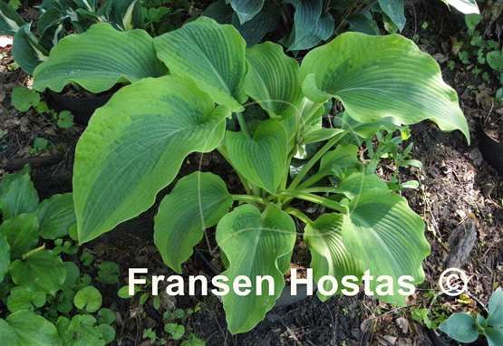 Hosta Afterglow